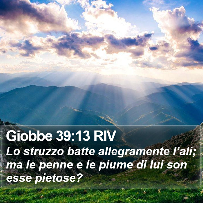 Giobbe 39:13 RIV Bible Study