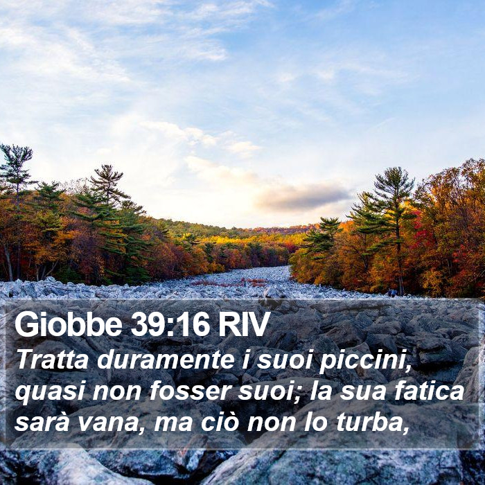 Giobbe 39:16 RIV Bible Study