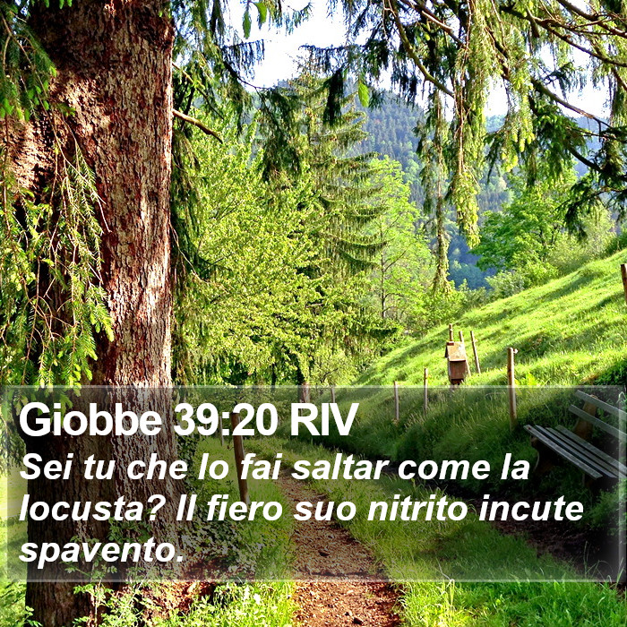 Giobbe 39:20 RIV Bible Study