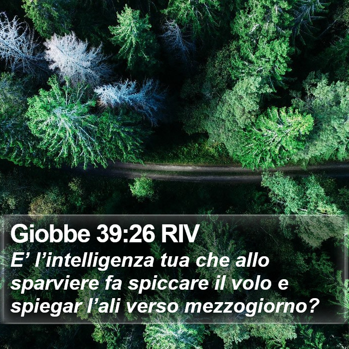 Giobbe 39:26 RIV Bible Study