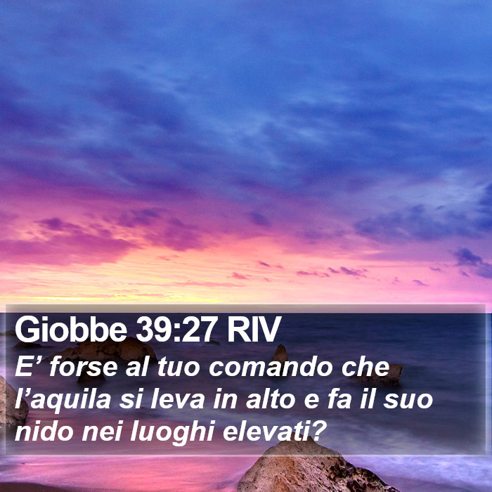 Giobbe 39:27 RIV Bible Study