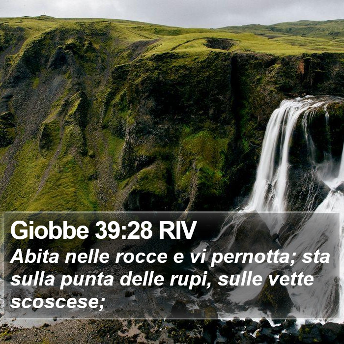 Giobbe 39:28 RIV Bible Study