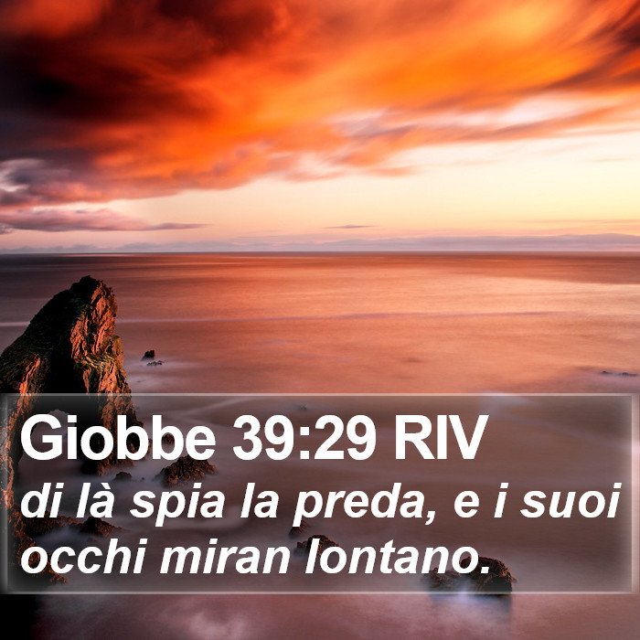 Giobbe 39:29 RIV Bible Study