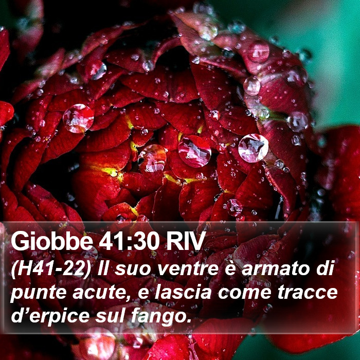 Giobbe 41:30 RIV Bible Study