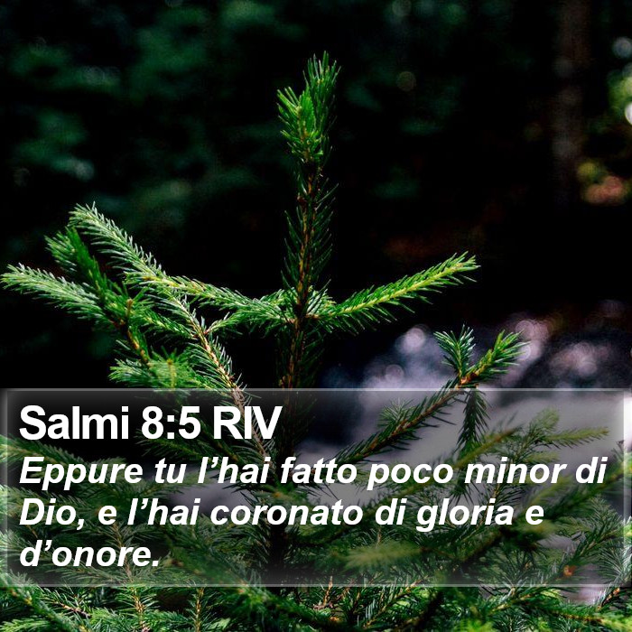 Salmi 8:5 RIV Bible Study