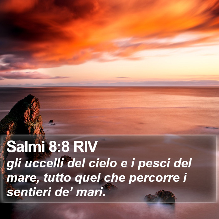 Salmi 8:8 RIV Bible Study