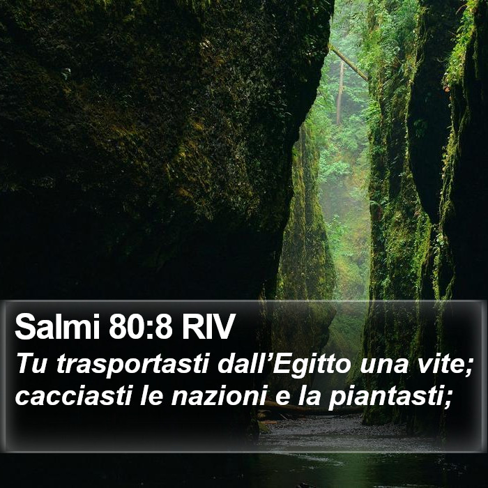 Salmi 80:8 RIV Bible Study