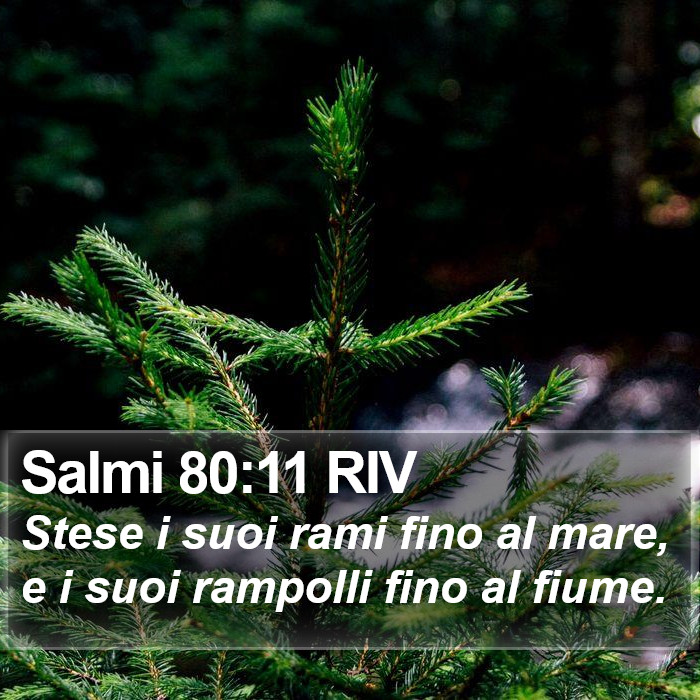 Salmi 80:11 RIV Bible Study