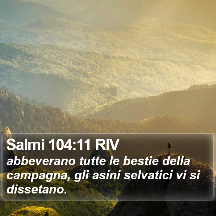 Salmi 104:11 RIV Bible Study