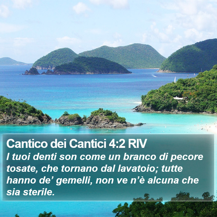 Cantico dei Cantici 4:2 RIV Bible Study