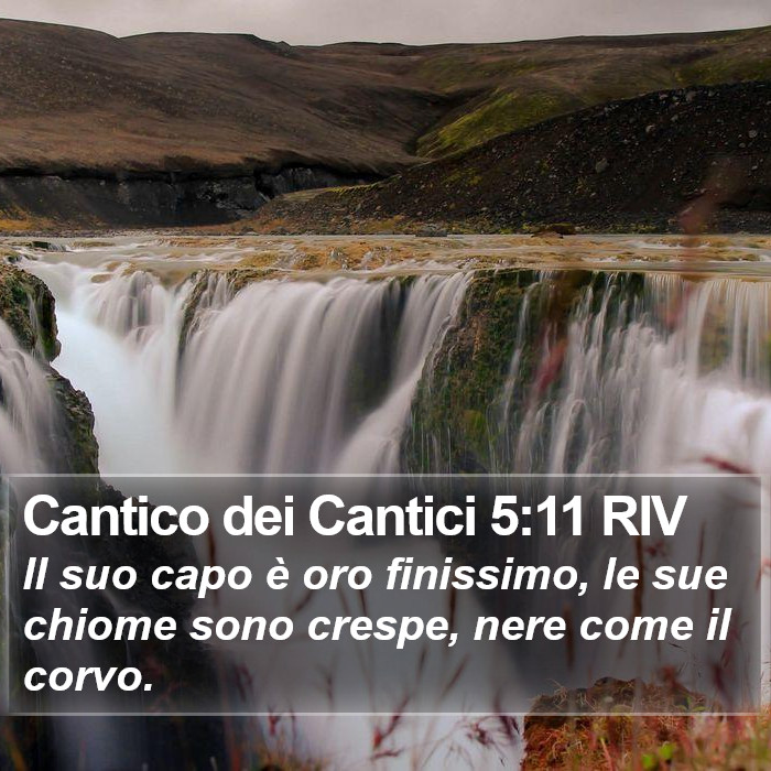 Cantico dei Cantici 5:11 RIV Bible Study