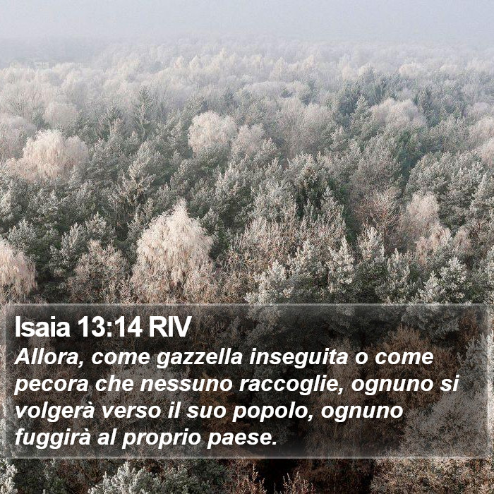 Isaia 13:14 RIV Bible Study