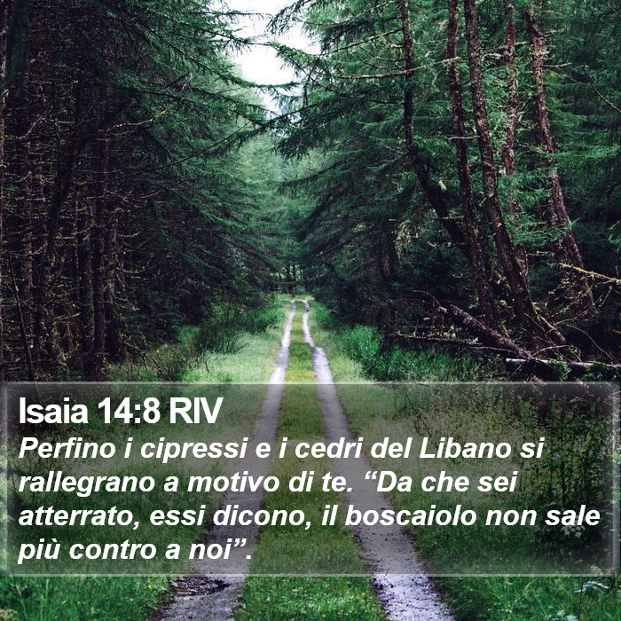 Isaia 14:8 RIV Bible Study