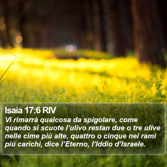 Isaia 17:6 RIV Bible Study