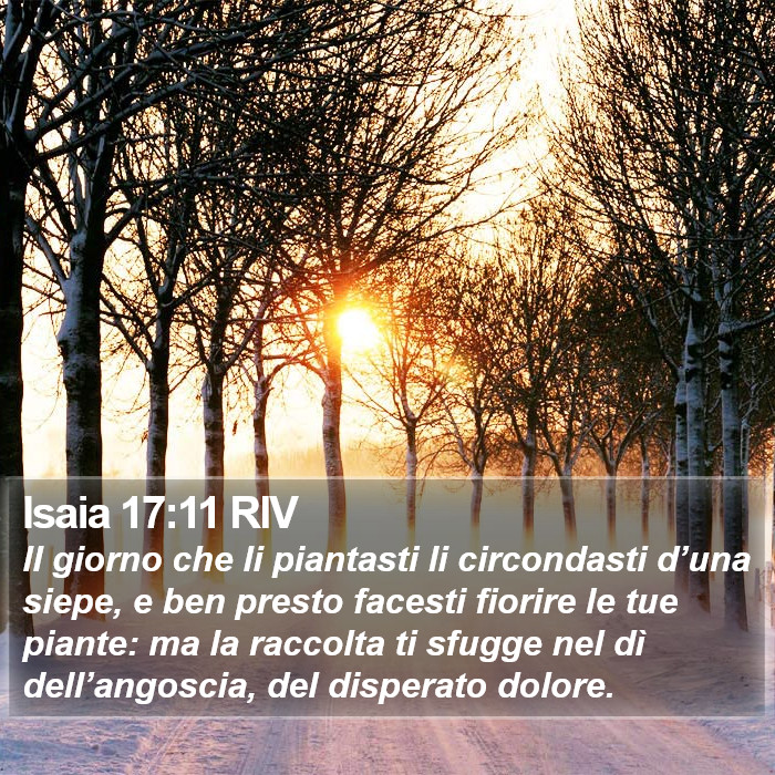 Isaia 17:11 RIV Bible Study