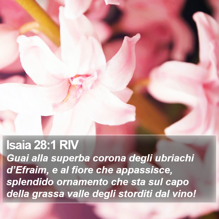 Isaia 28:1 RIV Bible Study