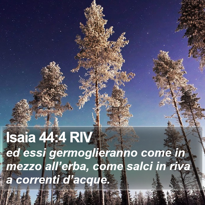 Isaia 44:4 RIV Bible Study