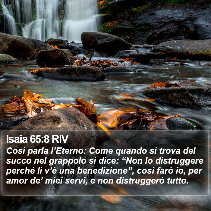 Isaia 65:8 RIV Bible Study