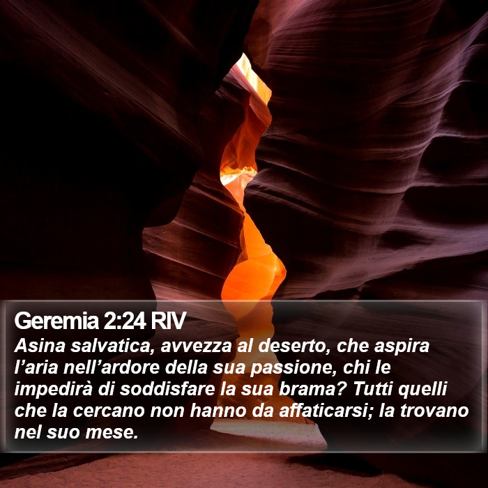 Geremia 2:24 RIV Bible Study