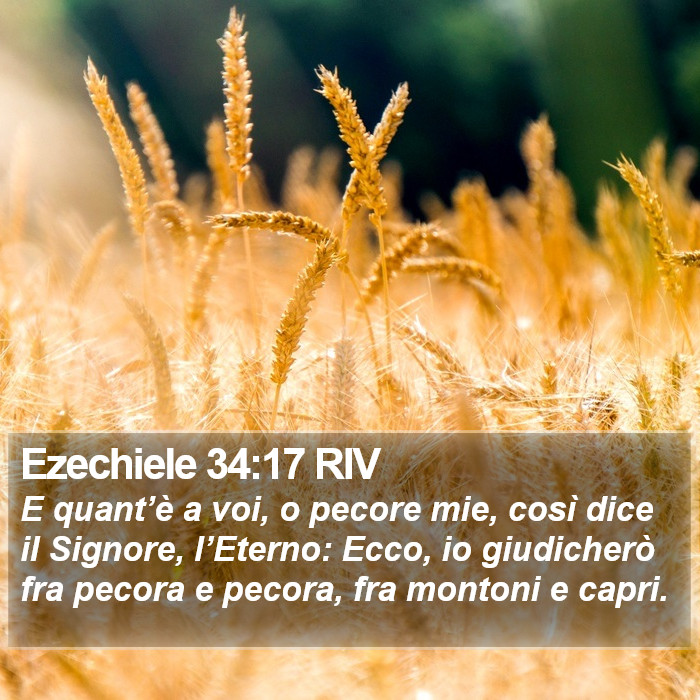 Ezechiele 34:17 RIV Bible Study