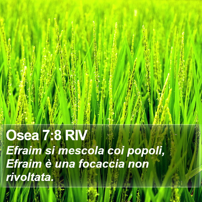 Osea 7:8 RIV Bible Study