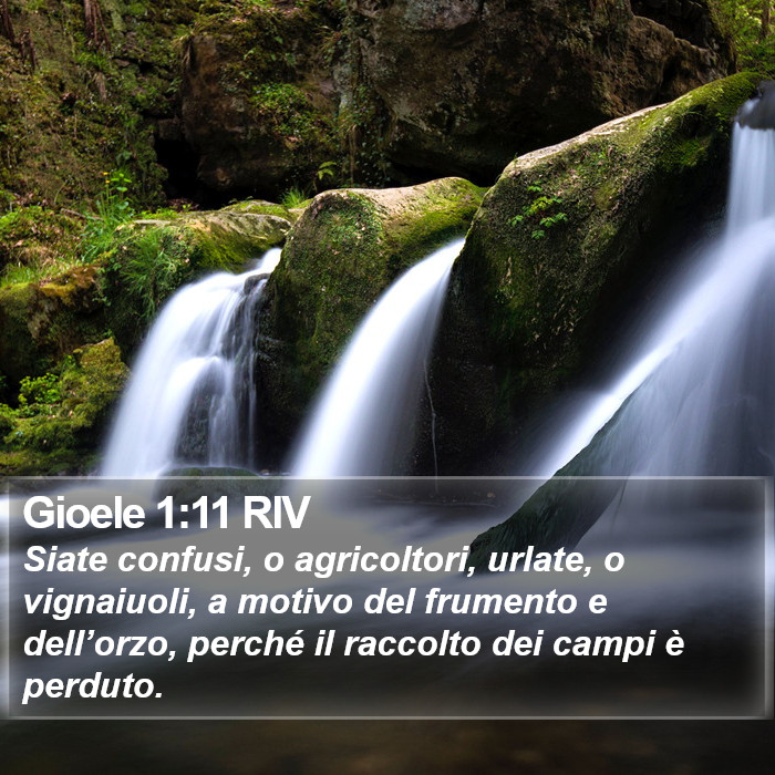 Gioele 1:11 RIV Bible Study