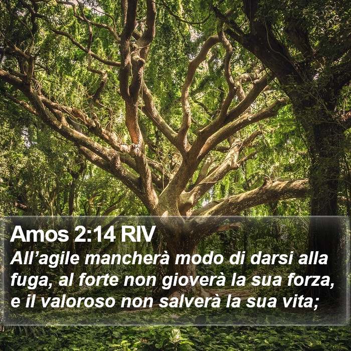 Amos 2:14 RIV Bible Study
