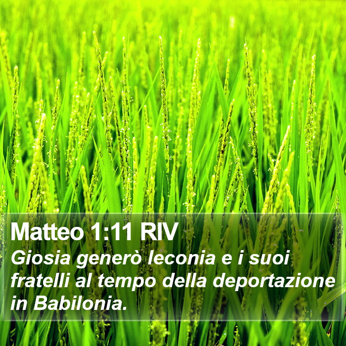 Matteo 1:11 RIV Bible Study