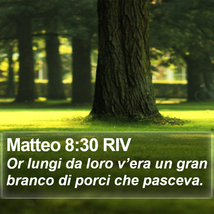 Matteo 8:30 RIV Bible Study
