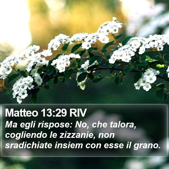 Matteo 13:29 RIV Bible Study