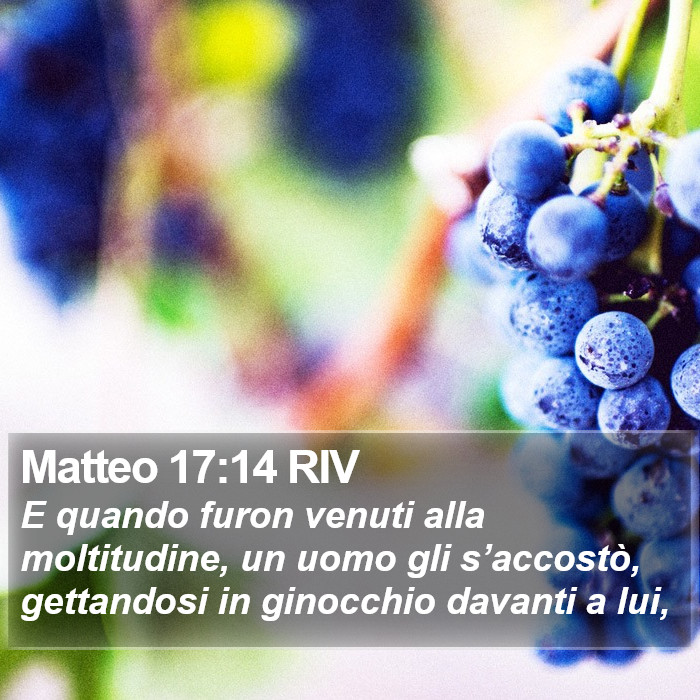 Matteo 17:14 RIV Bible Study