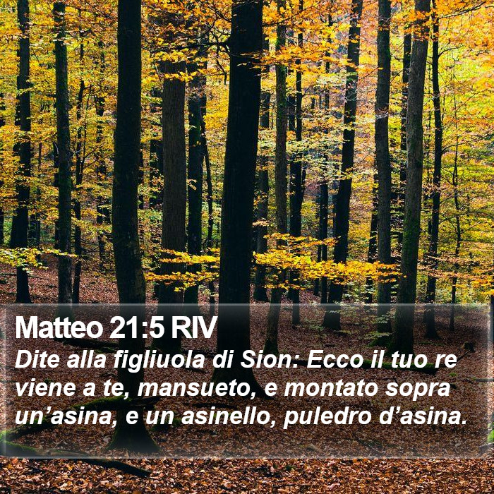 Matteo 21:5 RIV Bible Study