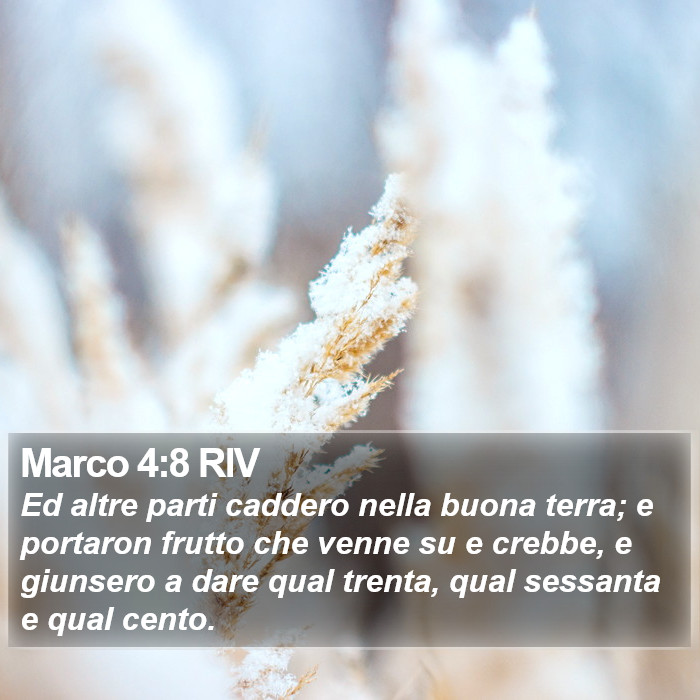 Marco 4:8 RIV Bible Study
