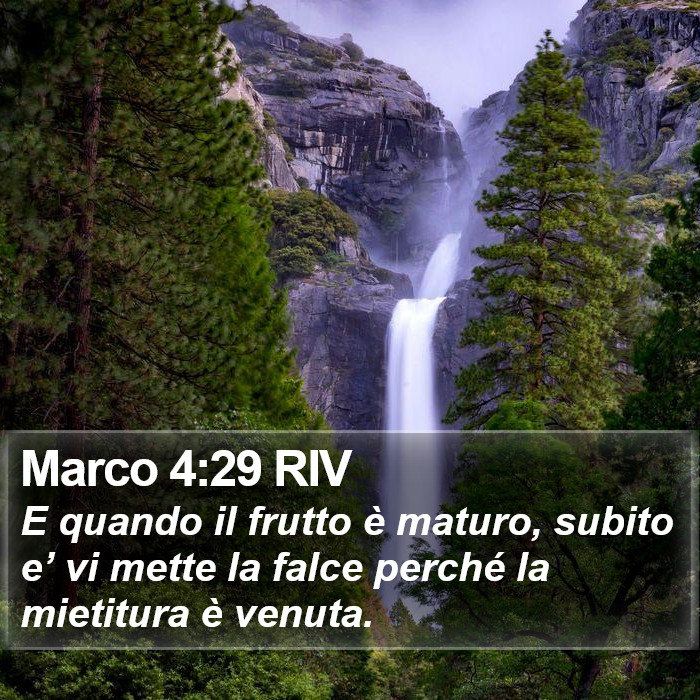 Marco 4:29 RIV Bible Study
