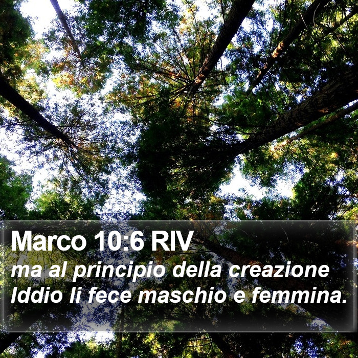 Marco 10:6 RIV Bible Study