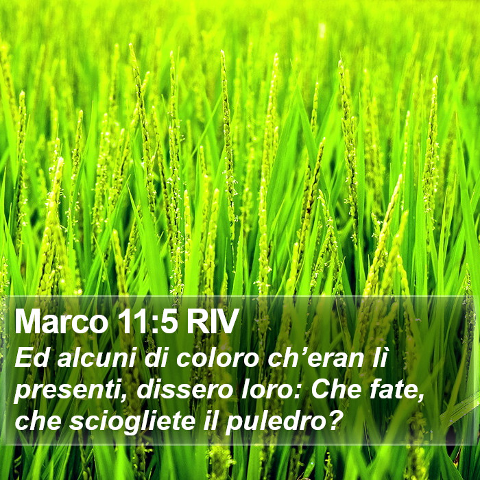 Marco 11:5 RIV Bible Study