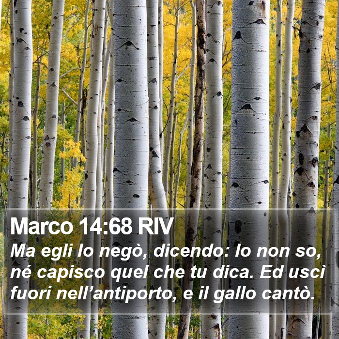 Marco 14:68 RIV Bible Study