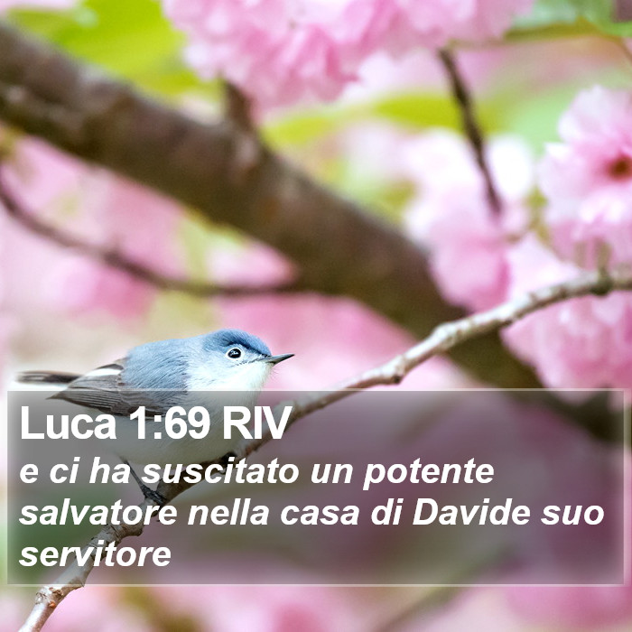 Luca 1:69 RIV Bible Study