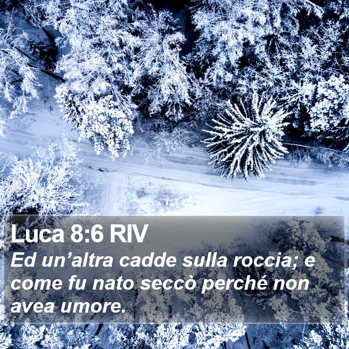 Luca 8:6 RIV Bible Study