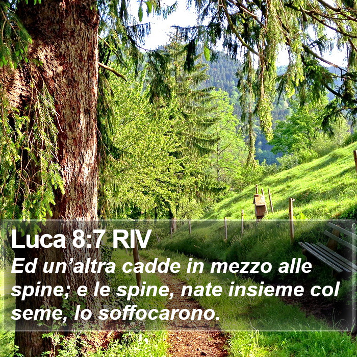 Luca 8:7 RIV Bible Study