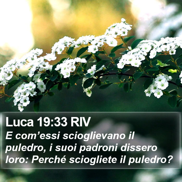 Luca 19:33 RIV Bible Study