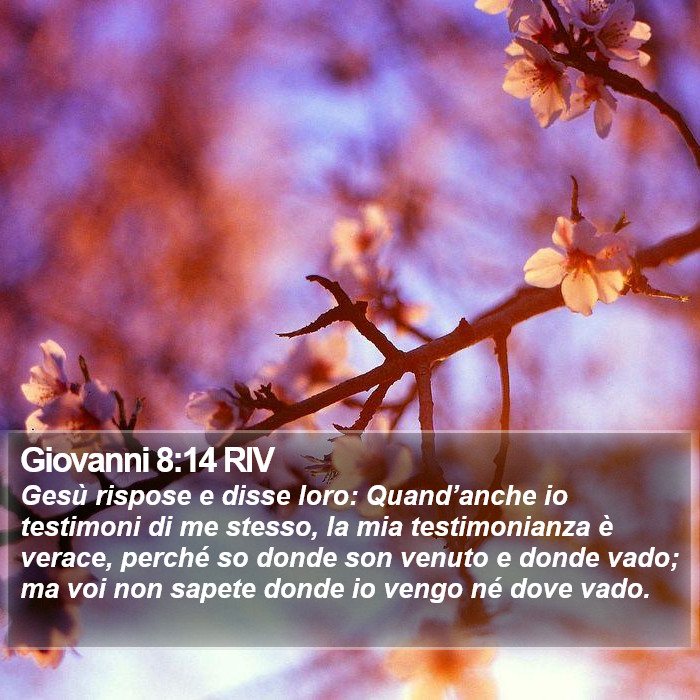 Giovanni 8:14 RIV Bible Study