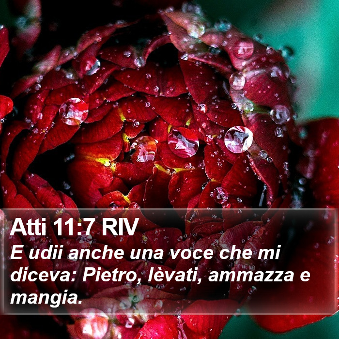 Atti 11:7 RIV Bible Study