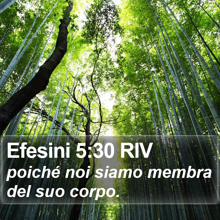 Efesini 5:30 RIV Bible Study