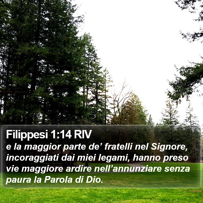 Filippesi 1:14 RIV Bible Study