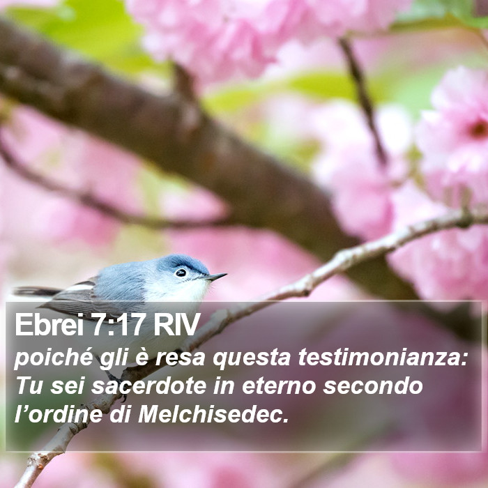 Ebrei 7:17 RIV Bible Study