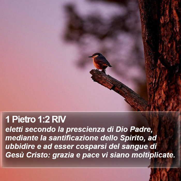 1 Pietro 1:2 RIV Bible Study