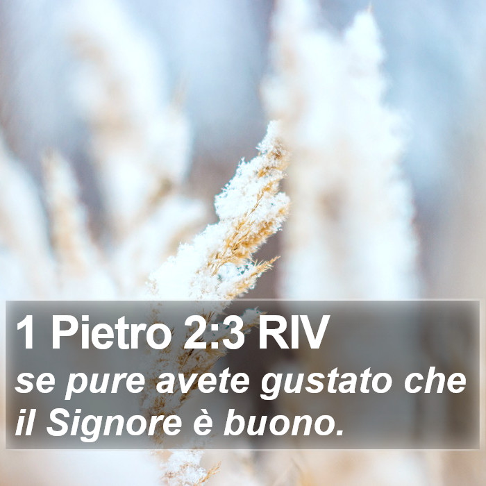 1 Pietro 2:3 RIV Bible Study